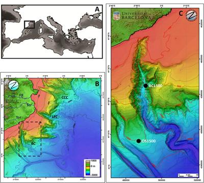 Microbial Community Structure and Functionality in the Deep Sea Floor: Evaluating the Causes of Spatial Heterogeneity in a Submarine Canyon System (NW Mediterranean, Spain)